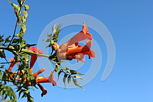 Orange Campsis radicans flowers, against blue sky