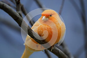 Orange Canary photo