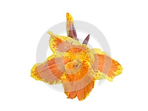 Orange Canna Lillie blossoming flower top view isolated on white