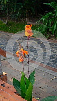 An orange Canna Lily (Cannaceae Canna) planted beside the riverside path in Nong Khai