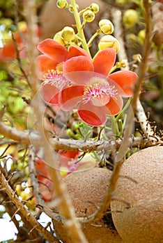 Orange Cannonball tree flower in summer season