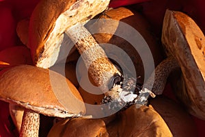 Orange cap boletus