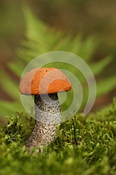 Orange-cap boletus.