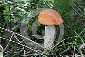 Orange-cap boletus