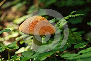 Orange-cap boletus