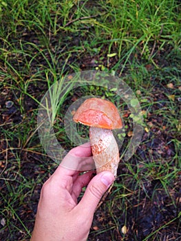 Orange-cap boletus