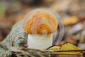 Orange-cap boletus is edible mushroom. Pporcini on moss in forest. Healthy and delicates food. Picking mushrooms in the autumn