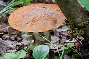 Orange-cap boletus in the forest