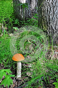 Orange-cap boletus in forest