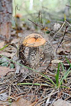 Orange-cap boletus in the forest