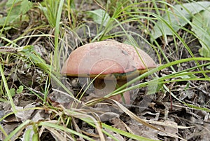 Orange-cap boletus growing in a forest clearing.