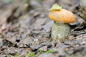 Orange-cap boletus grows in forest