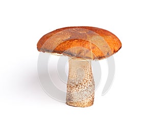 Orange-cap boletus (Leccinum aurantiacum)