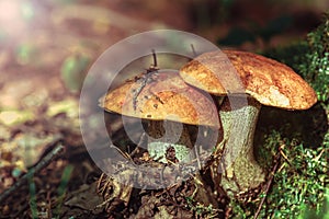 Orange-cap boletus mushroom nature colors background