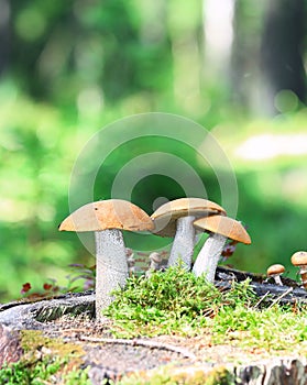 Orange Cap Boletus mushrooms