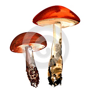 Orange-cap boletus mushrooms isolated on white photo