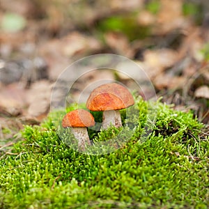 Orange-cap boletus