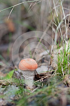 Orange-cap boletus