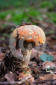 Orange cap mushroom growing in the forest during summer