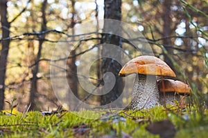 Orange cap mushrooms grow in wood