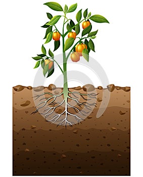 Orange capsicum plant with root underground illustration