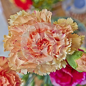 Orange carnation flower closeup