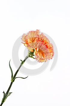 Orange carnation flower.