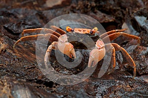 Orange carnaval crab photo