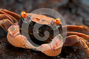 Orange carnaval crab