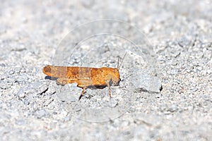 An Orange Carolina Grasshopper on Crushed Limestone