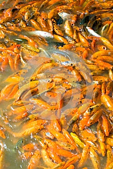 Orange carp fish in pond