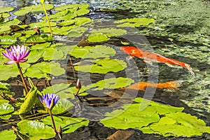 Orange Carp Koi Fish Water Lillies Waikiki Oahu Hawaii