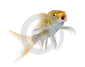 Orange carp swimming against white background