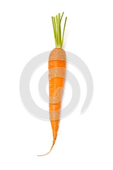Orange carrot with cut greens