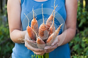 Orange carrot harvest, root plant vegetable. Organic agriculture