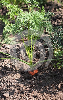 Orange carrot vegetable growing in the garden in the soil