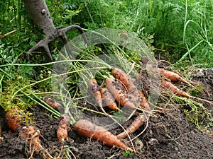 Orange carrots