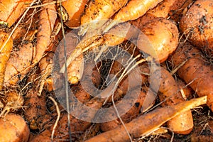 Orange carrots soiled with earth with visible detail