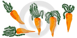 Orange carrots with tops. Vector grainy set