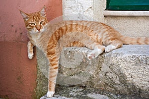 Orange cat