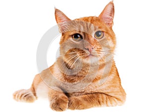 Orange cat