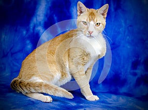 Orange Cat Adoption Photo