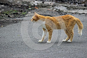Orange Cat Aware of Something