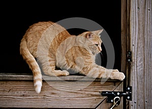 Orange Cat in Barn