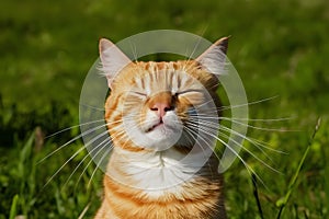 Orange cat basks in sun, eyes closed, whiskers out, against vibrant green grass, exuding serenity and warmth