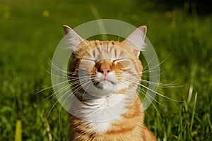 Orange cat basks in sun, eyes closed, whiskers out, against vibrant green grass, exuding serenity and warmth