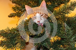 Orange cat on Christmas tree
