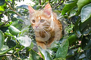 Orange cat climbing a tree