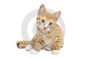 Orange cat with cyan eyes