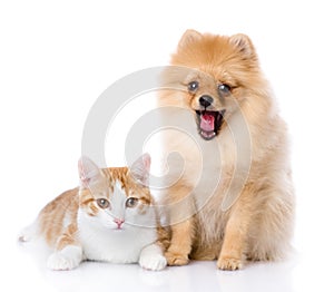 Orange cat and dog. dog looking at camera.